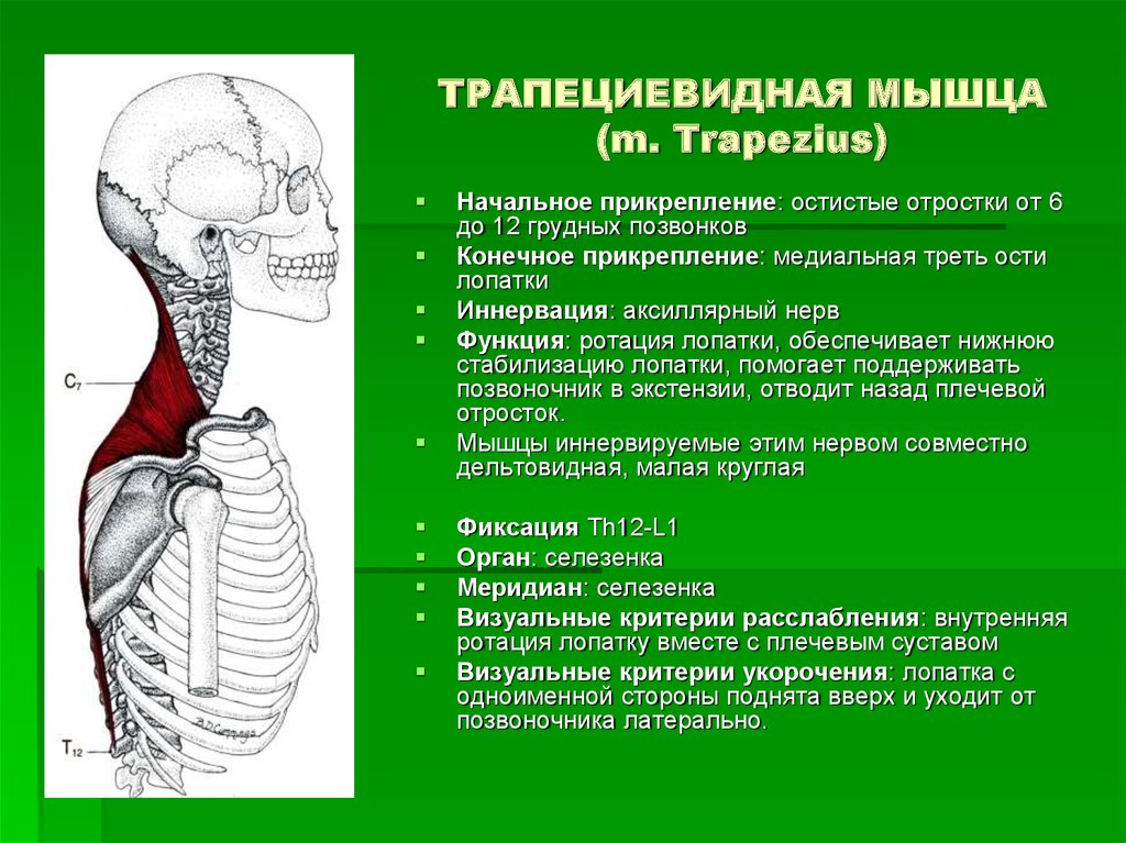 Место прикрепления. Трапециевидная мышца иннервируется добавочным нервом. Иннервация трапециевидной мышцы спины. Трапециевидная мышца шеи функции. Функции средней части трапециевидной мышцы.