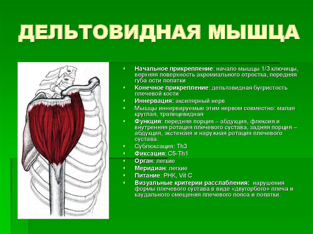 Дельтовидная мышца функции