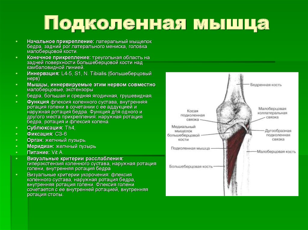 Бедренные мыщелки. Латеральный мыщелок берцовой кости. Латеральный мыщелок бедренной кости анатомия. Сухожилия задней поверхности коленного сустава. Анатомия коленного сустава подколенная мышца.