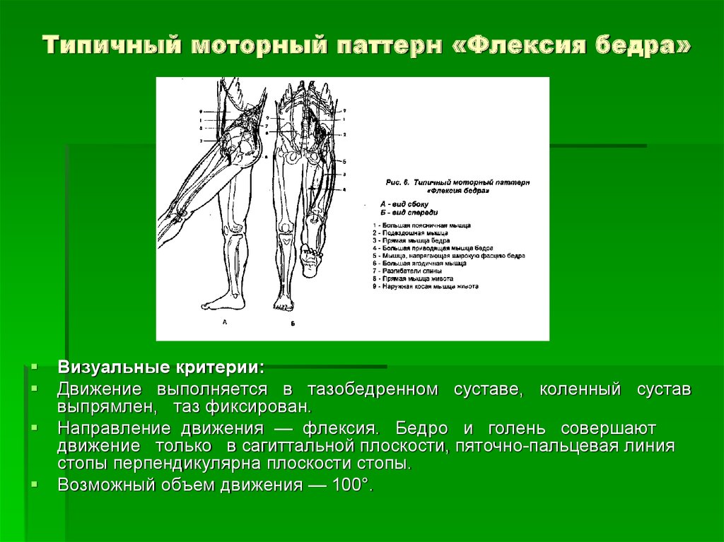 Внутренняя флексия