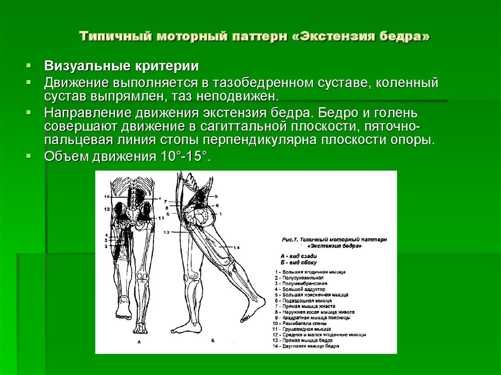 Объем движения в тазобедренном. Экстензия коленного сустава это. Диагональ ПНФ «экстензия-Аддукция-внутренняя ротация».