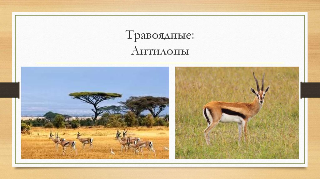 Травоядные: Антилопы