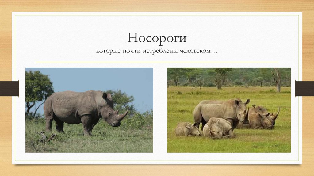 Носороги которые почти истреблены человеком…