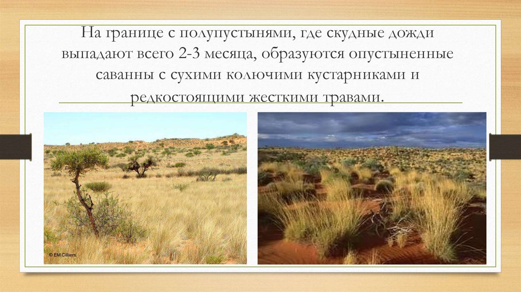 План описания природной зоны саванны и редколесья 7 класс