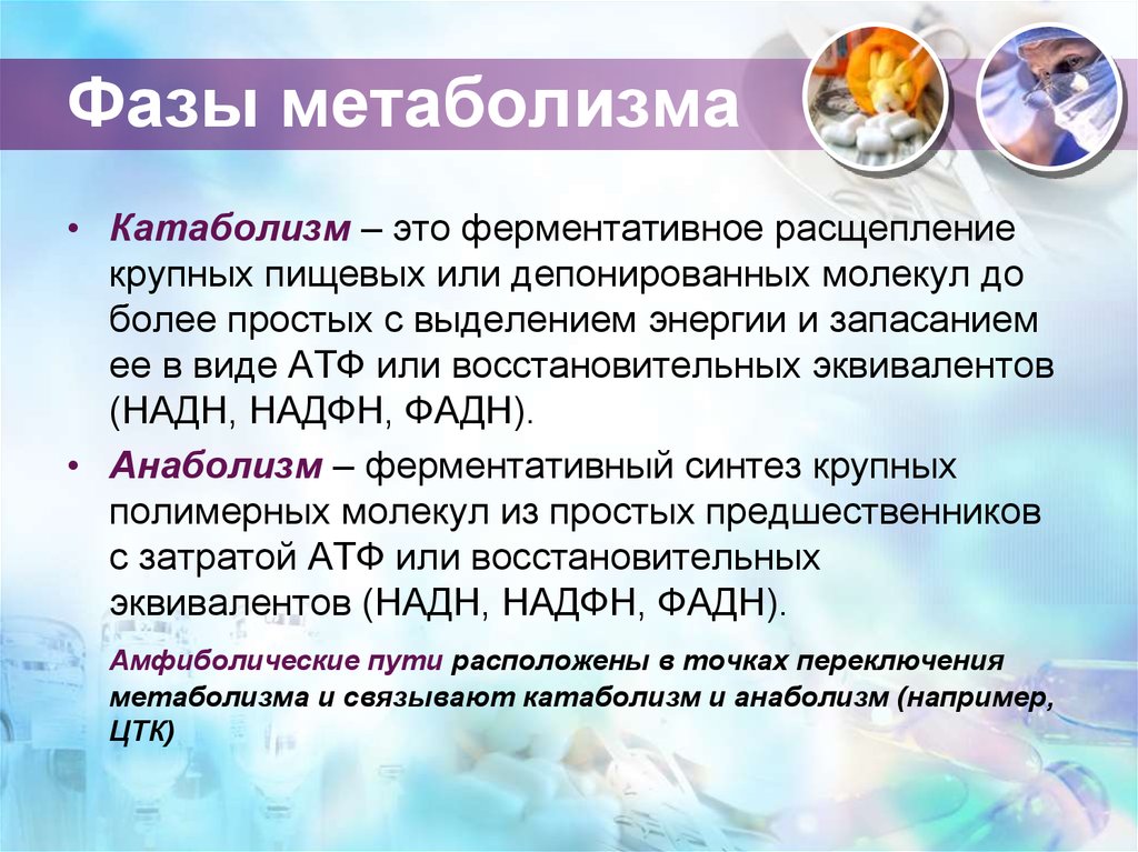 3 стадии обмена веществ. Стадии метаболизма. Фазы обмена веществ. Первый этап метаболизма. Фазы метаболизма лекарственных средств.