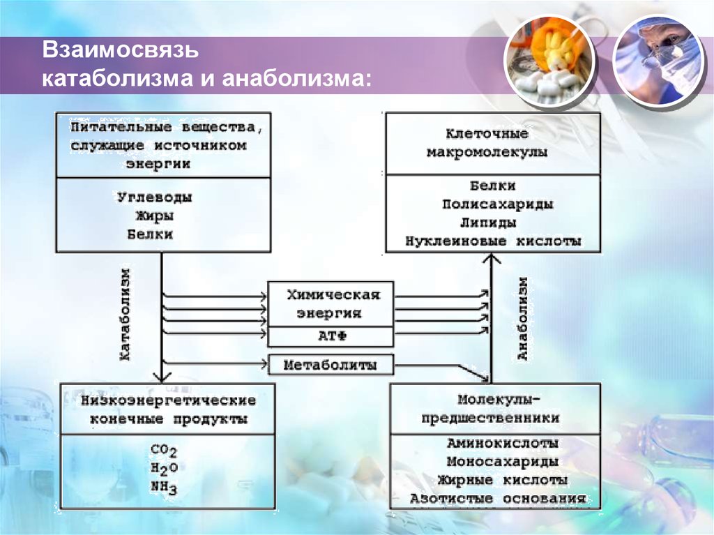 Анаболизм обмен веществ и энергии