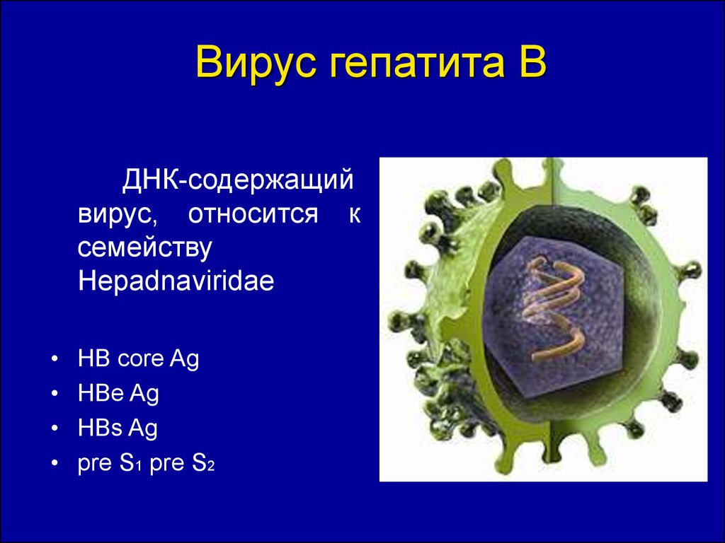 Рнк содержащие вирусы. ДНК вирусы. ДНК содержащие вирусы. ДНК содержащие вирусы Гепа. ДНК содержащие вирусы строение.