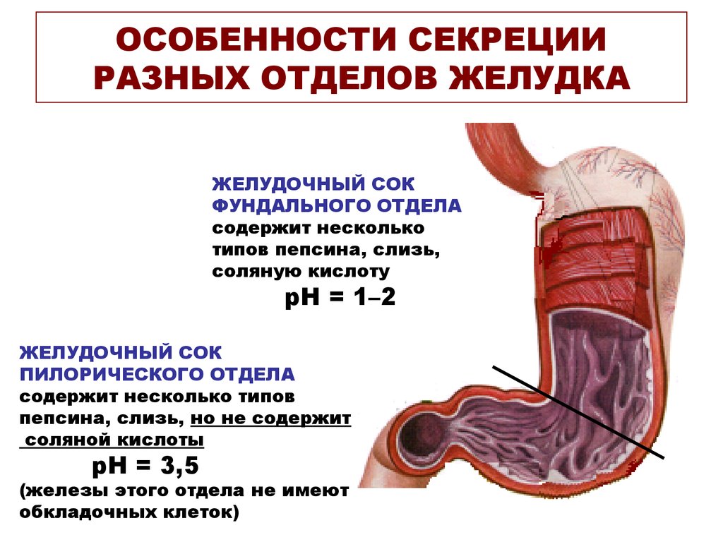 Выработка кислоты в желудке. PH антрального отдела желудка. Типы секреторной функции желудка.