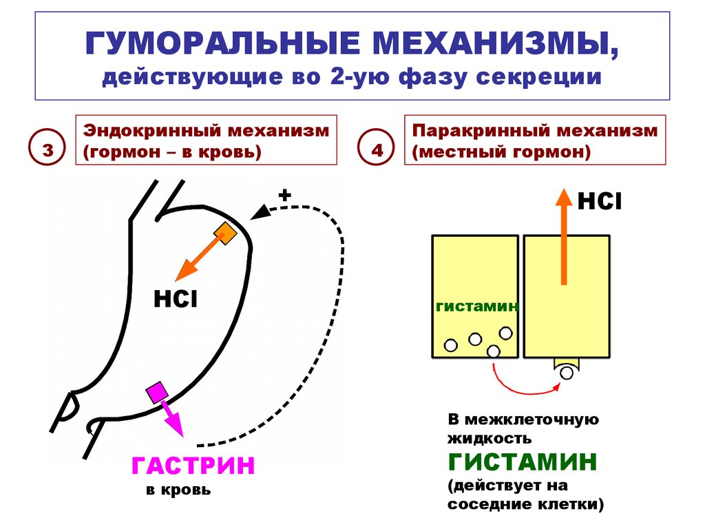 Желудочная фаза желудочной секреции схема