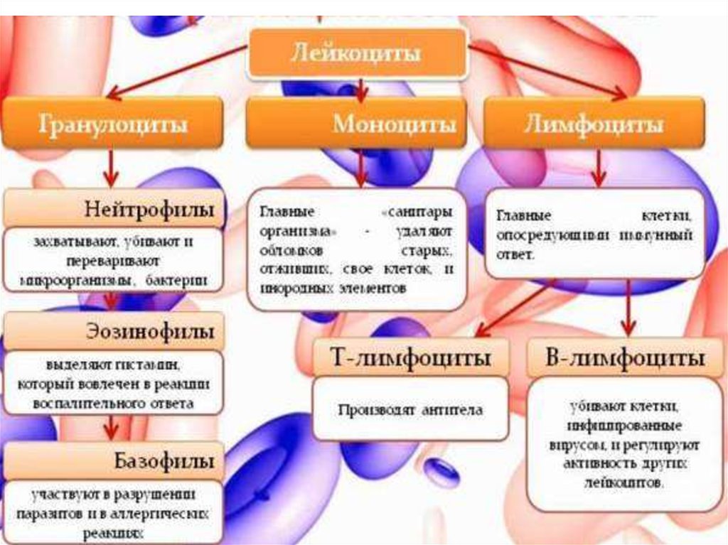 Иммунная система - презентация онлайн