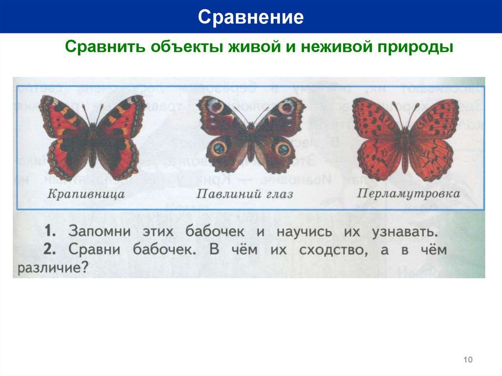 Один предмет сравнивается с другим. Сравнение бабочек. Сравнение предметов неживые и живые. Сравнение бабочек по критериям. Жук и бабочка сравнение.