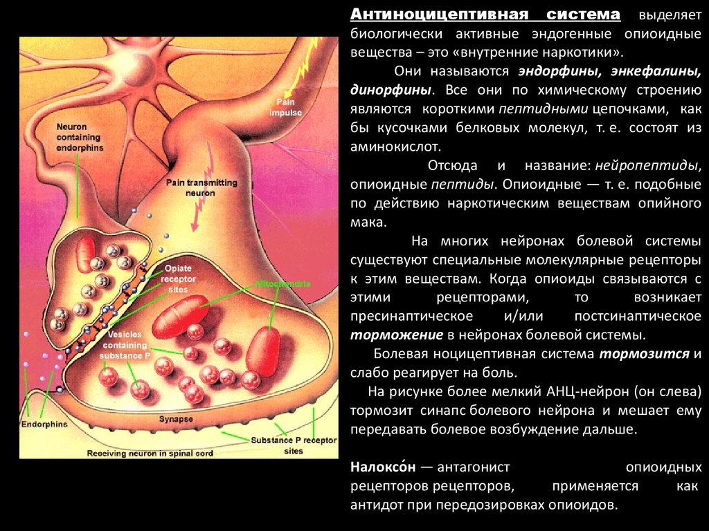 Антиноцицептивная система презентация