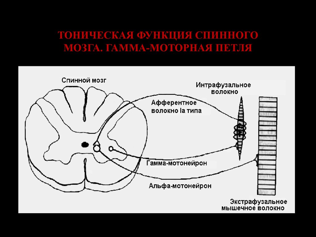 Нейроны спинного мозга характеристика. Альфа и гамма мотонейроны спинного мозга. Альфа и гамма мотонейроны спинного мозга физиология. Тоническая функция спинного мозга физиология. Гамма мотонейроны спинного мозга функция.