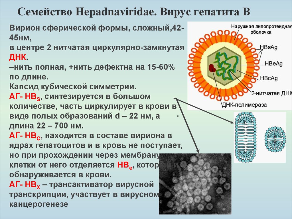 Поражаемые структуры гепатита в