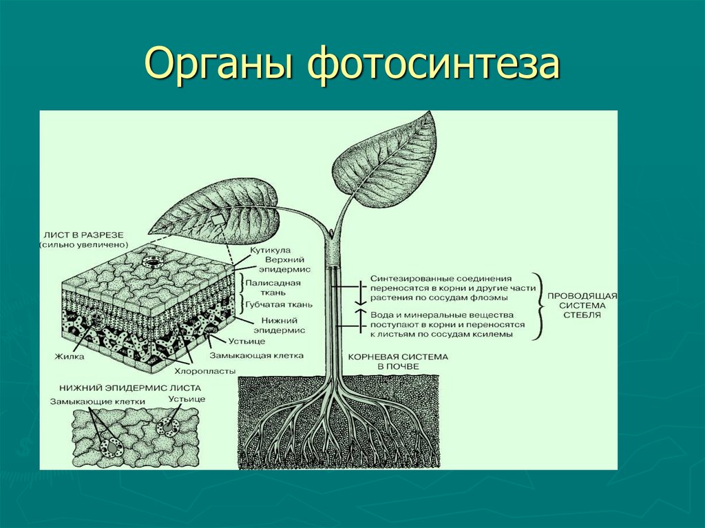 В каких органах растения протекает процесс. Органы фотосинтеза. Орган фотосинтеза растений. Строение фотосинтеза. Фотосинтез в листе растения.
