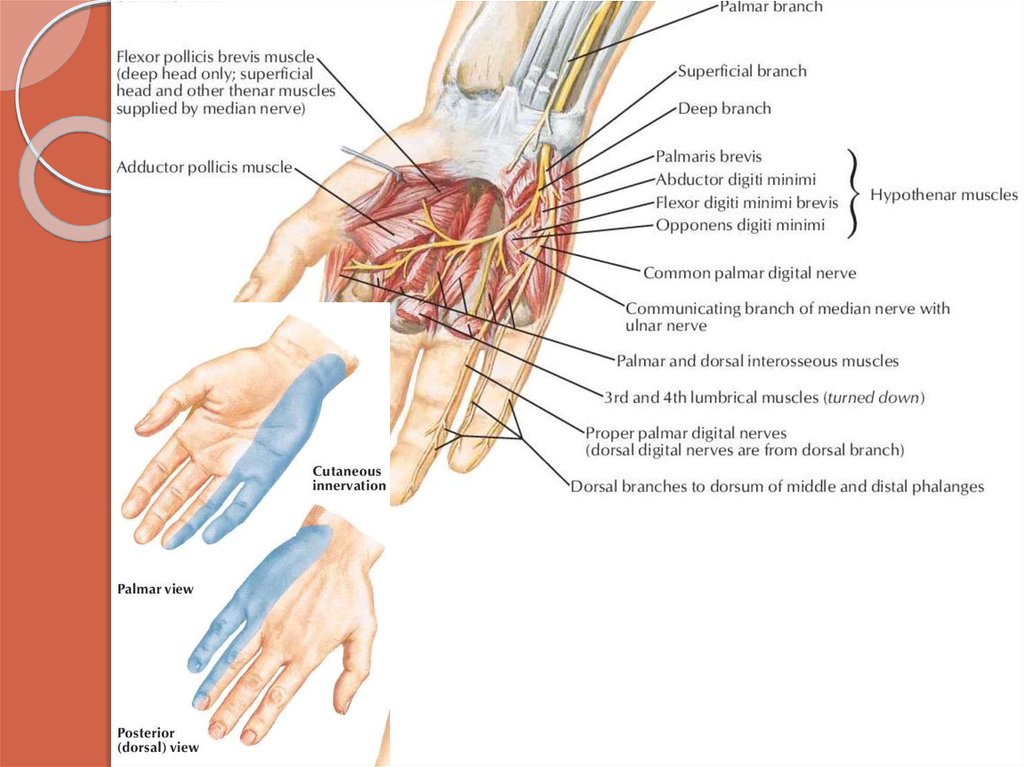 Срединный нерв руки где находится фото