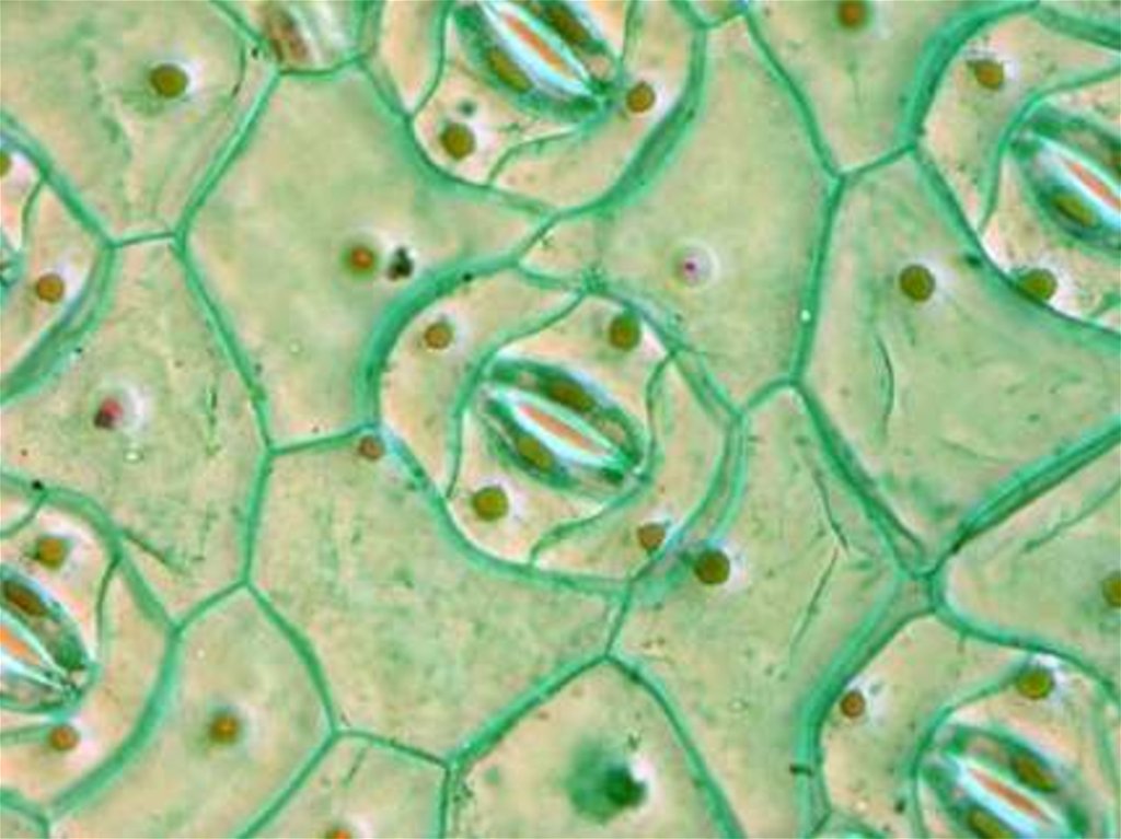 Кожица традесканции под микроскопом. Клетки эпидермы листа традесканции. Эпидермис листа с устьицами. Клетки эпидермиса листа традесканции. Клетки эпидермы растений.
