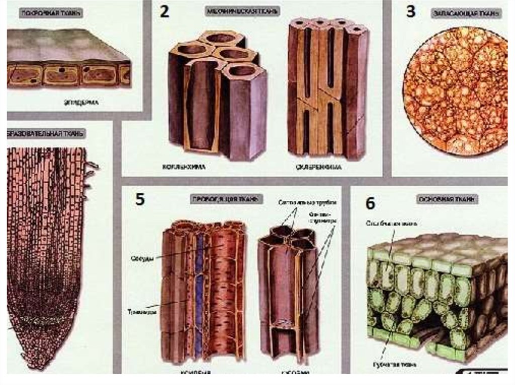 Тип ткани растения древесина