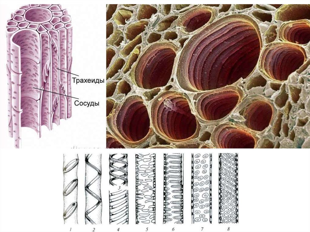 Механическая ткань растений сосуды. Трахеиды ксилемы. Ксилема ткань растений. Трахеиды древесины сосны. Перфорации флоэма.