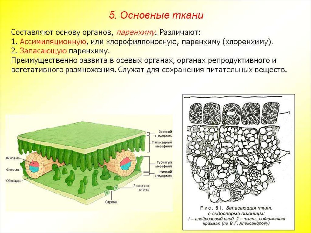 Какие клетки листа растения обозначены на рисунке цифрой 1 какие