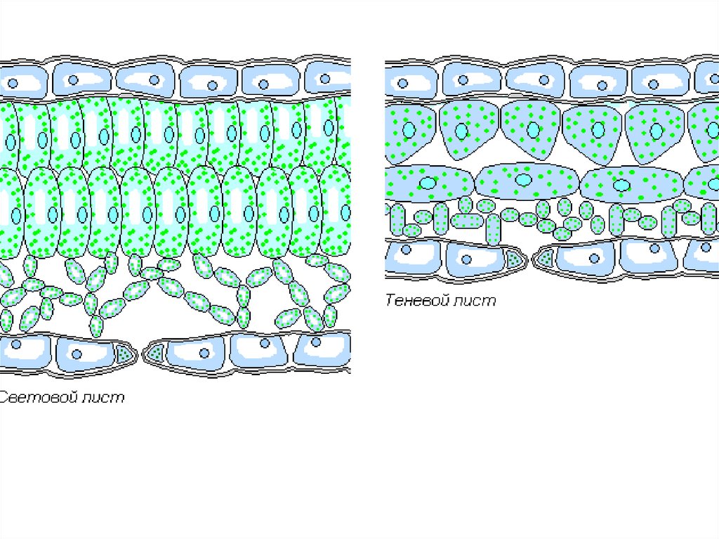 Клетка ткани листа. Поперечный срез листа гелиофита. Строение листа гелиофита. Строение световых и теневых листьев. Анатомическое строение светового и теневого листа.
