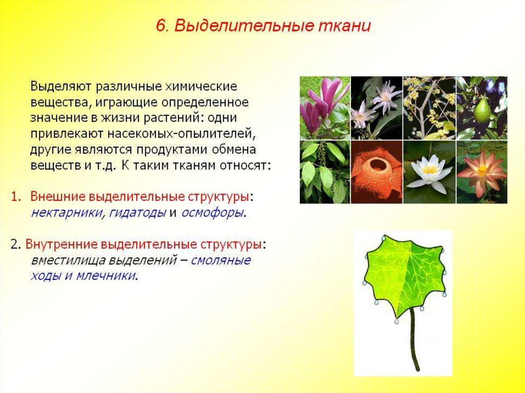 Выделены цветов. Клетки выделительной ткани растений. Выделительная ткань растений функции. Выделительные ткани растений таблица. Ткани растений выделительная ткань.