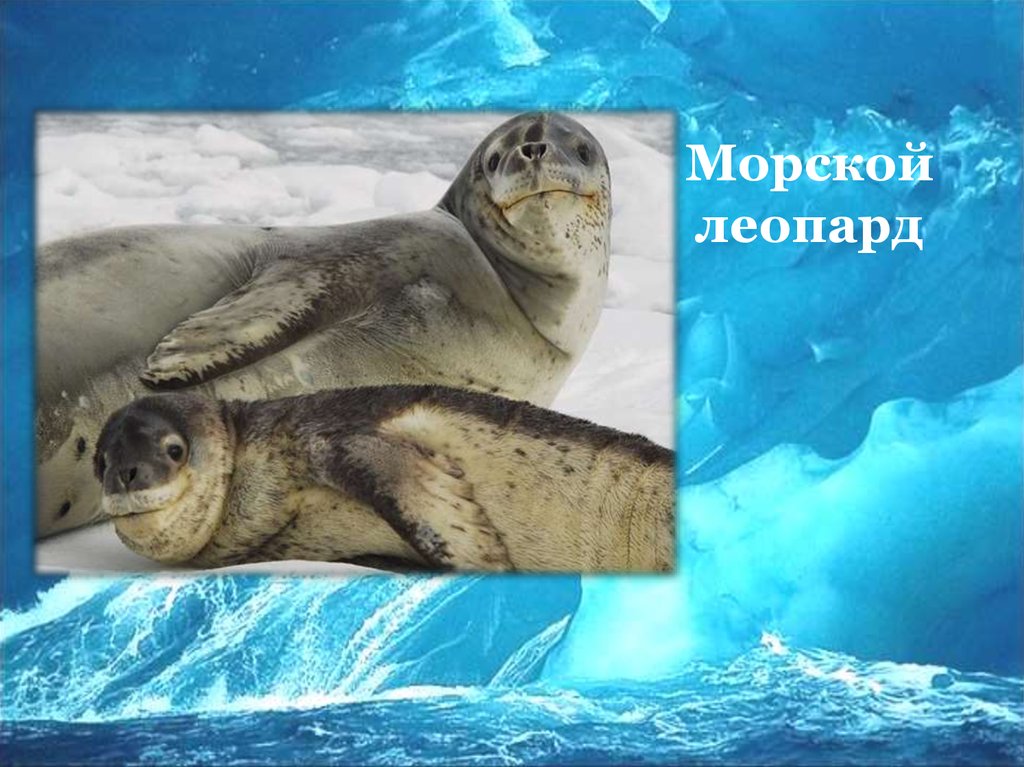 Презентация морской леопард