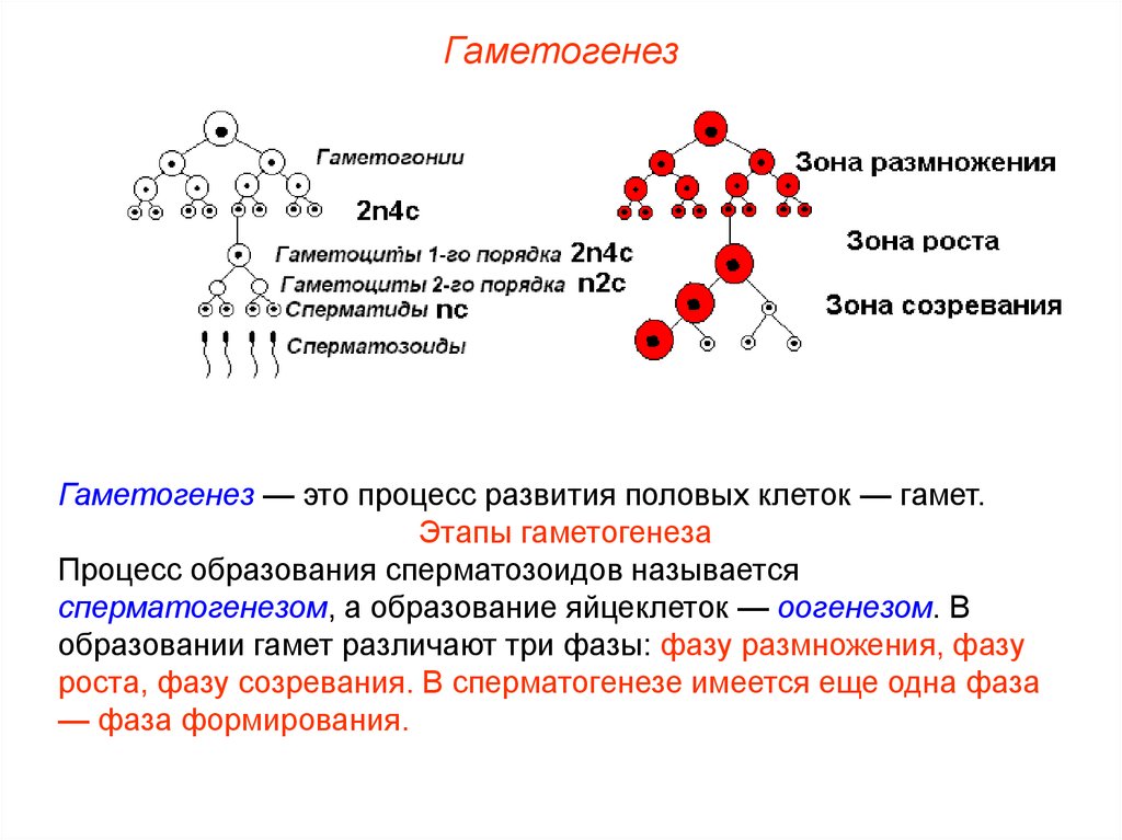 Гаметогенез схема таблица