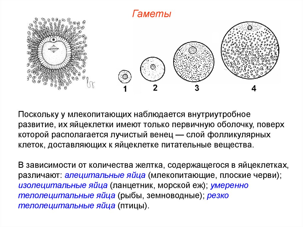 Каких классов позвоночных животных имеют крупные яйцеклетки. Строение яйцеклетки рыб. Изолецитальная яйцеклетка строение. Строение изолецитальной яйцеклетки. Строение яйцеклетки человека схема.