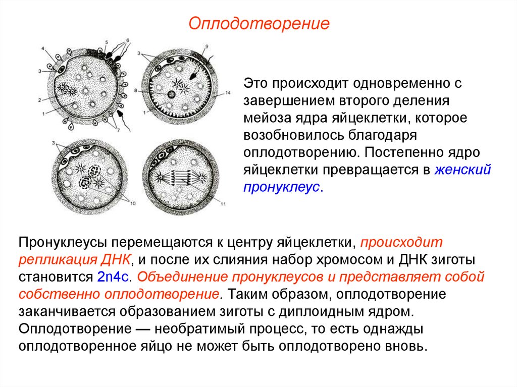 Оплодотворение происходит в течении. Пронуклеус мужской набор хромосом. Оплодотворение пронуклеус. Мужской пронуклеус содержит набор хромосом. При слиянии женского и мужского пронуклеусов образуется.