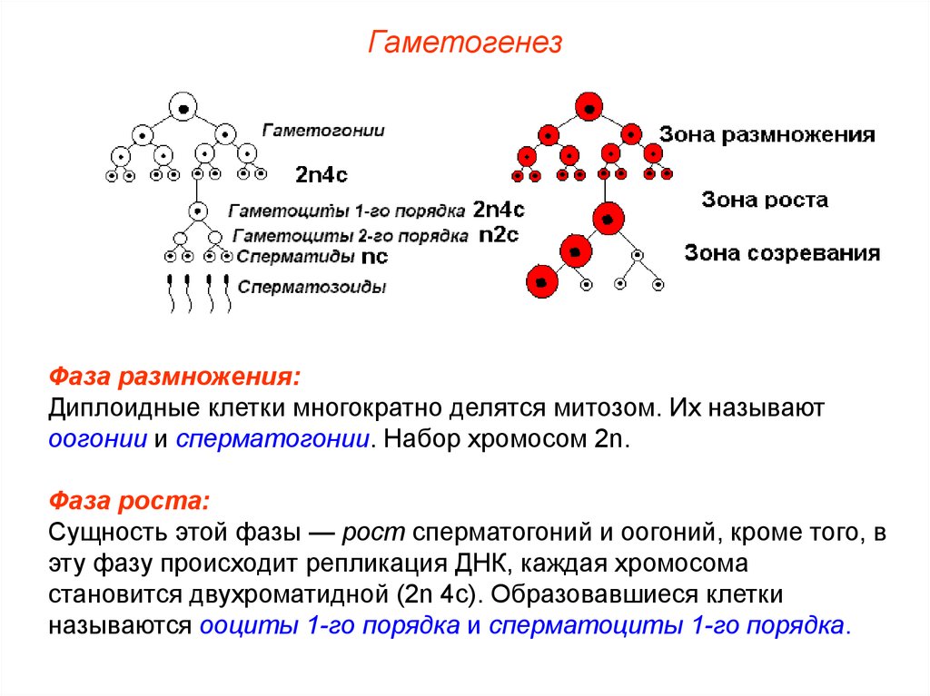 Гаплоидная клетка с двухроматидными хромосомами. Гаметогенез описание процесса кратко. Гаметогенез 2n2c. 2 Фаза гаметогенеза. Гаметогенез оогонии.