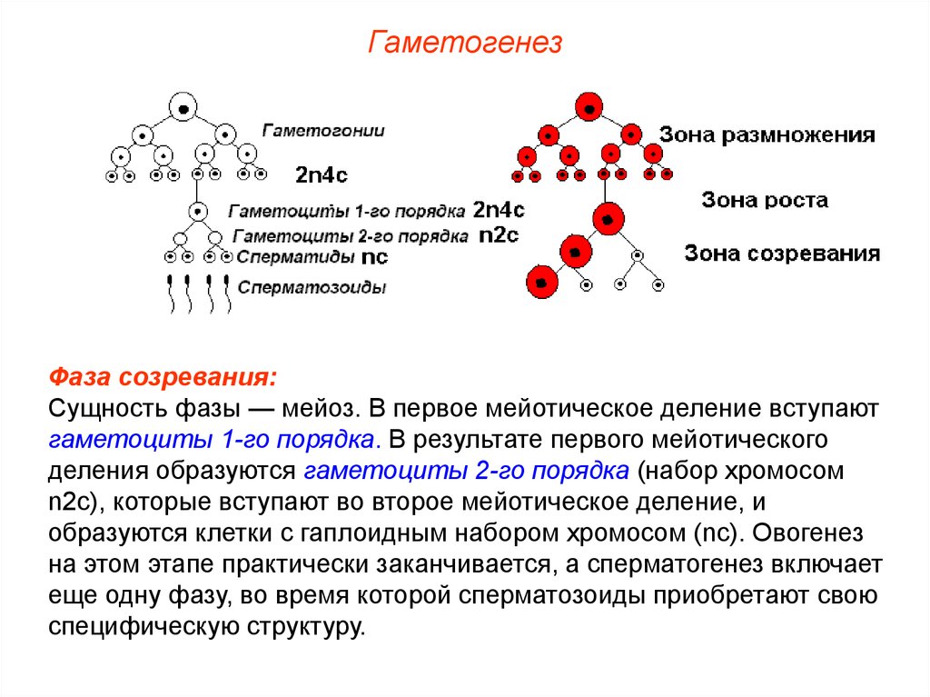 Гаметогенез егэ презентация