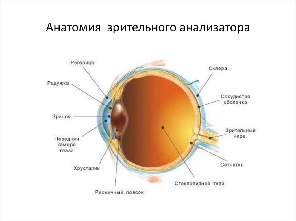 Анатомия зрительного анализатора