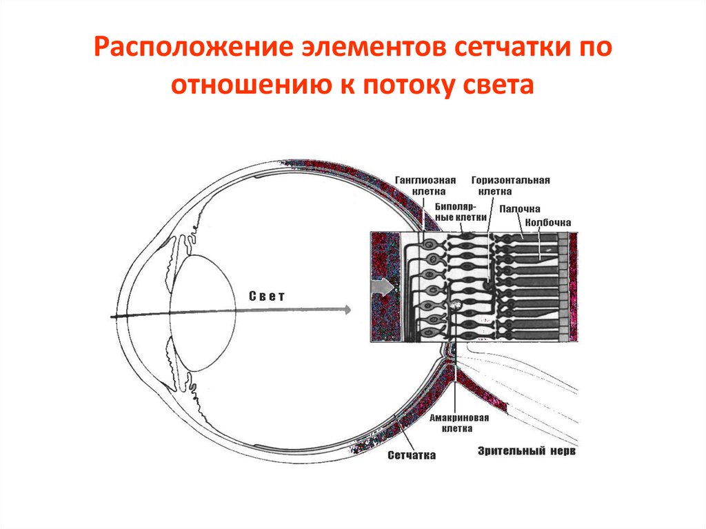 Проводниковым звеном зрительного анализатора является. Зрительный анализатор сетчатая оболочка. Структурно-функциональная схема зрительного анализатора. Зрительный анализатор строение сетчатки. Фоторецепторы отдел анализатора.