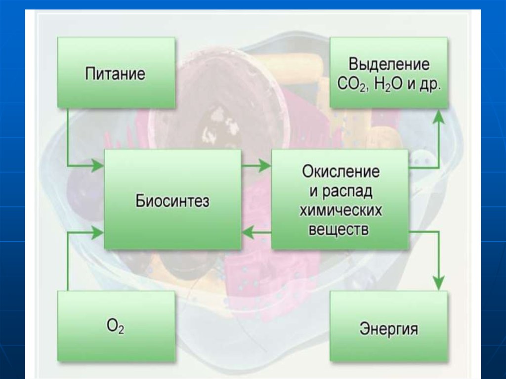 Обмен веществ и энергии тест 6 класс. Общее понятие об обмене веществ. Понятие об обмене веществ и энергии. Понятие об обмене веществ и энергии презентация. Понятие об общем, основном и промежуточном обмене веществ..