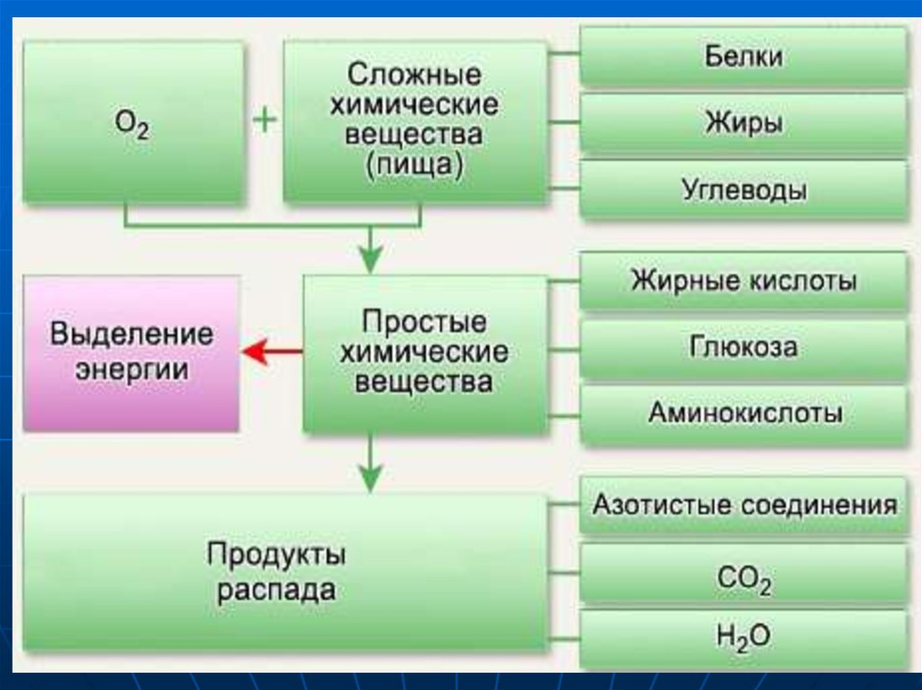 Обмен жиров углеводов и воды. Энергетический обмен веществ схема. Схема энергетического обмена углеводов. Пластический и энергетический обмен схема.