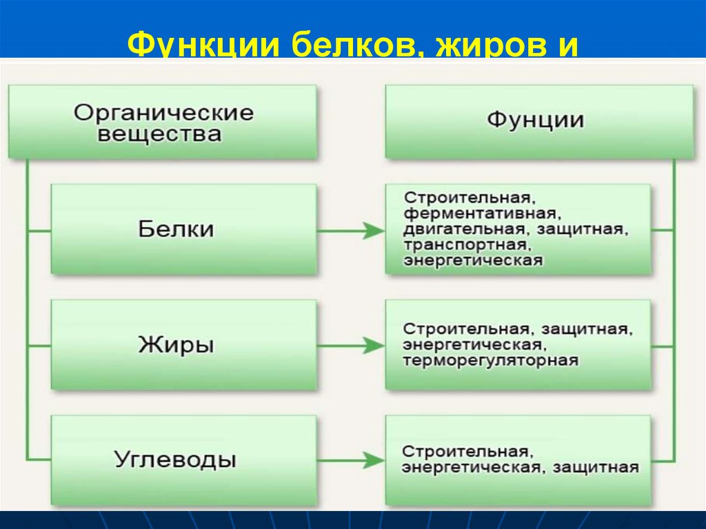 Органические вещества клетки обмен веществ. Функции белков жиров и углеводов. Функции белков жиров и углеводов таблица. Функции белков жиров и углеводов в организме таблица. Функции белков жиров и углеводов в организме человека.