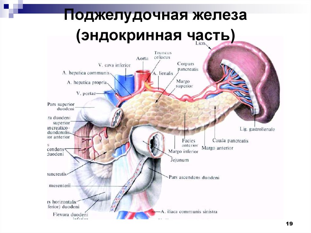 Поджелудочная железа части. Синтопия 12 перстной кишки. Строение поджелудочной железы латынь. Двенадцатиперстная кишка и поджелудочная железа. Эндокринная часть поджелудочной железы.