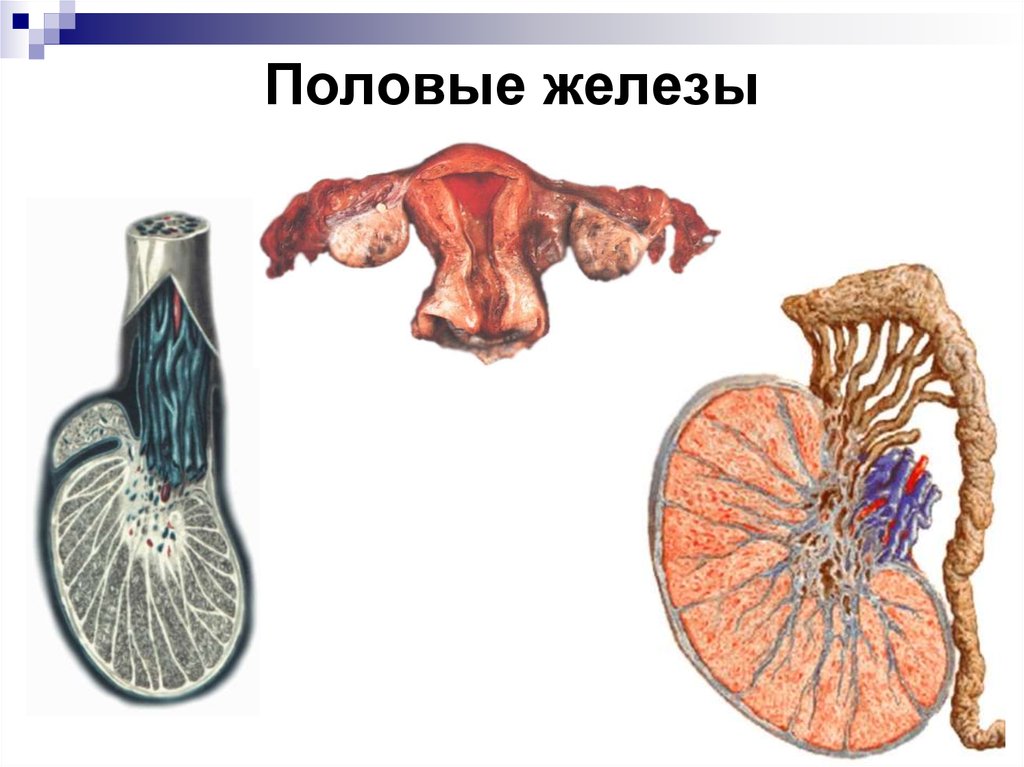 Мужская половая железа семенник. Половые железы. Половая железа. Половые железы яичники и семенники. Женские половые железы у человека.