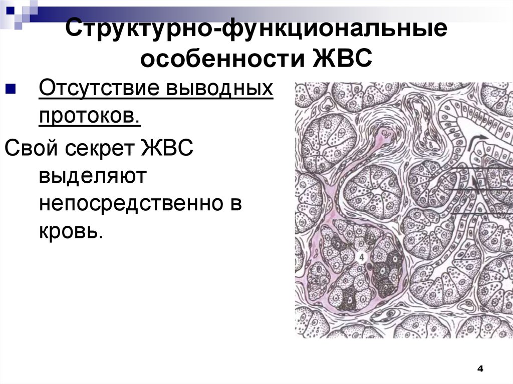 Секрет желёз внутренней секреции непосредственно выделяется. Железы внутренней секреции выделяют в кровь. Железистый эндокринный эпителий. Выделяются непосредственно в кровь.