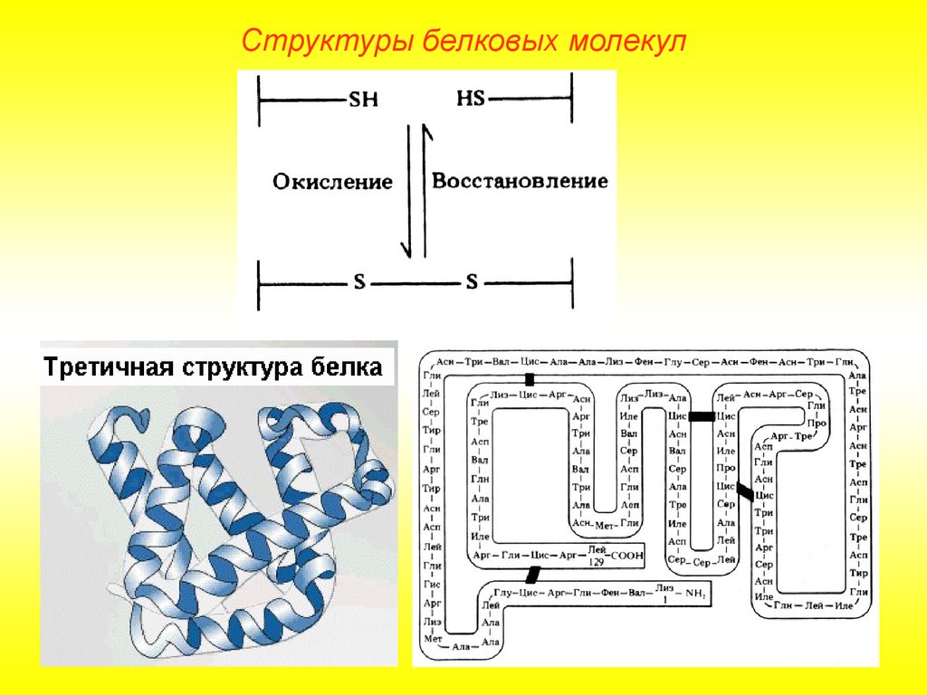 Белки структуры белковых молекул. Строение белковых молекул. Структуры белковых молекул. Первичная структура белковой молекулы. Структура белковой молекулы.