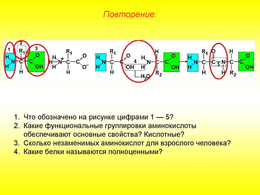 Какой цифрой на рисунке обозначен белок. Функциональные группировки аминокислоты. Функциональные группировки придают аминокислотам свойства. Основные белки какая группировка. Какая функциональная группа придает аминокислоте основные свойства.