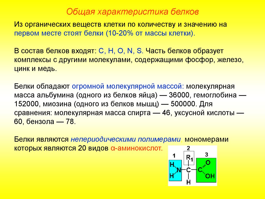 Значение органической клетки. Общая характеристика белков химия. Органические вещества клетки белки основная масса клетки. Характеристика и свойства белков. Общая характеристика белков кратко.