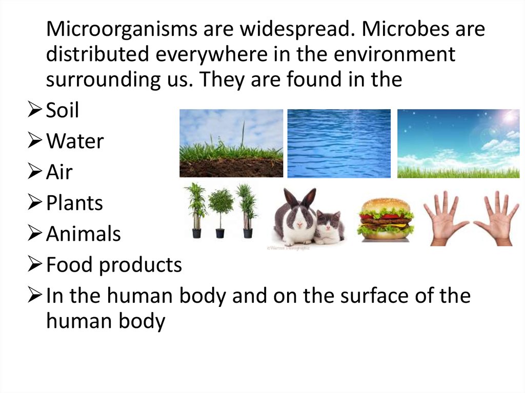 Microflora and sanitary-indicative bacteria of the soil, water, air the