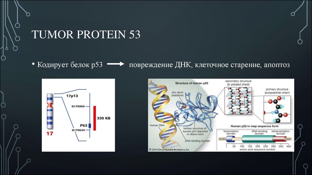 Структура белка закодирована в молекуле днк. Ген кодирует белок. Участки ДНК кодирующие белок. Повреждение ДНК. Как кодируется белок в ДНК.