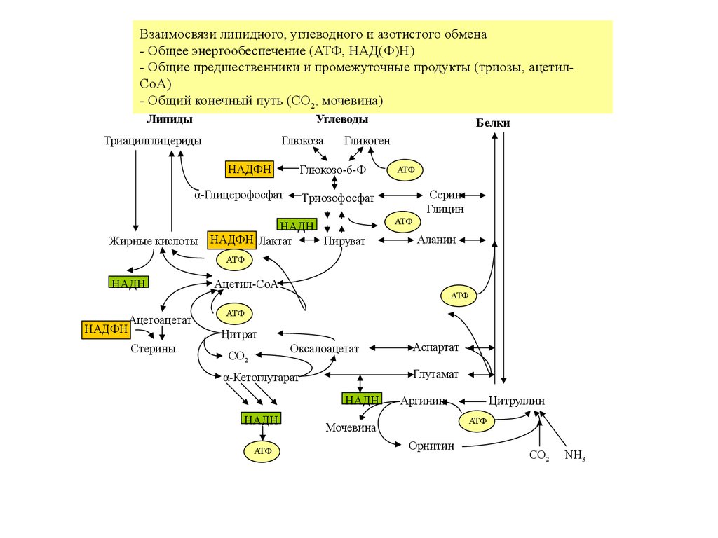 Образование ацетил кофермента а образование атф