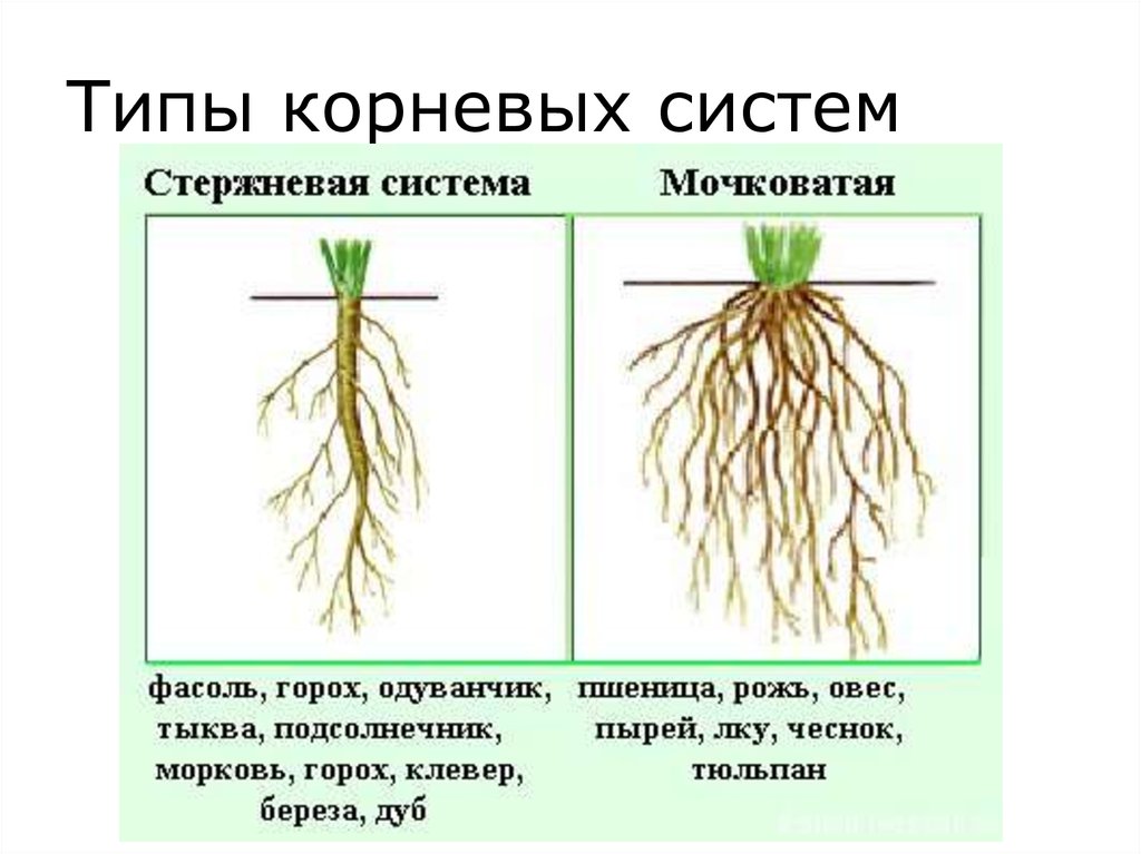 В корневой системе отсутствуют придаточные корни. Схема мочковатой корневой системы. Типы корневых систем стержневая и мочковатая. Стержневая и мочковатая корневая система. Пшеница мочковатая или стержневая.