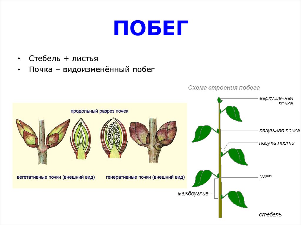 Побег его строение и развитие. Ботаника побег лист стебель. Побег стебель лист и почки. Ботаника побег почки. Строение почки и побега.
