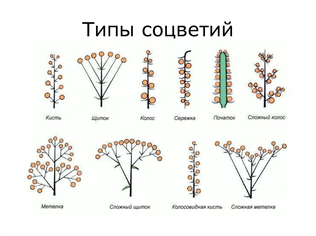 Соцветие сложный початок. Соцветие колосовидная метелка. Типы соцветия растений. Соцветия типы соцветий. Колосовидная кисть соцветие.