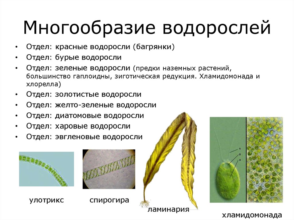 Разнообразие водорослей биология. Многообразие водорослей 7 класс. Зеленые водоросли диатомовые водоросли таблица. Отделы водорослей зеленые бурые красные таблица. Биология отдел зеленые водоросли.